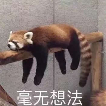 表情包  今日份可爱表情包