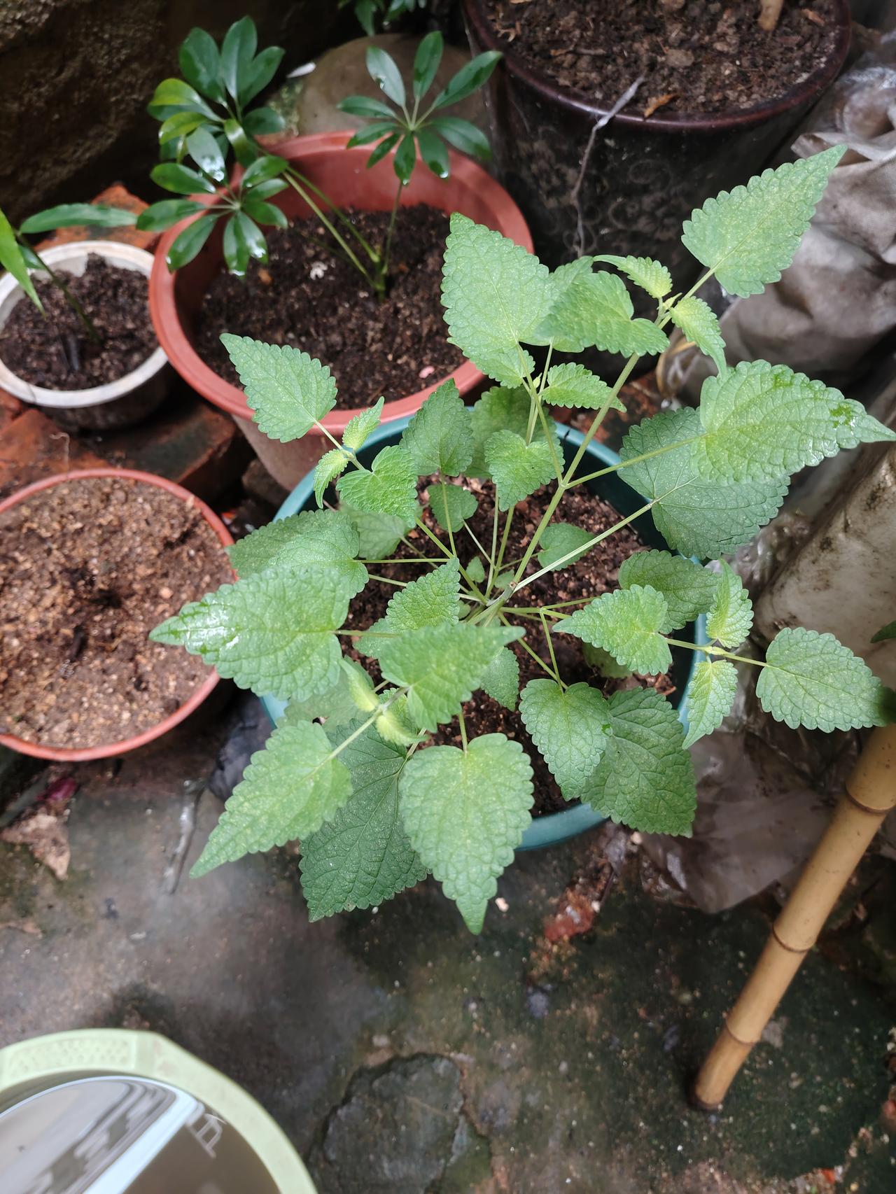 相册里存着桐柏山的五香叶，每次看到都能回忆起那股独特的香。这五香叶可是做菜的好调