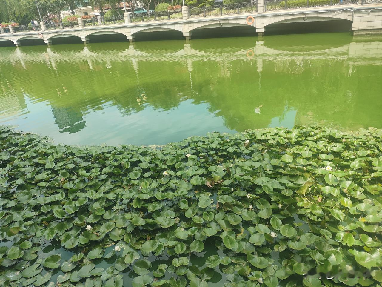 大连儿童公园明泽湖：荷塘刚开，白鹅在岸边溜达

前两天去大连儿童公园的明泽湖溜达