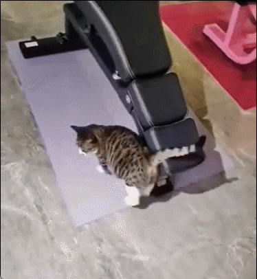 健身房的猫咪会做仰卧起坐 ​​​