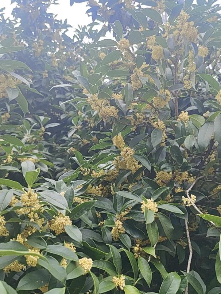 昆明的秋天，小区里的桂花树简直是“香氛制造机”。秋风一吹，金黄的花朵悄然绽放，那