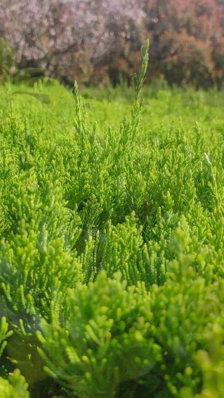 春天来了，遇见美好。
记得点赞关注哦！收藏-分享-转发。