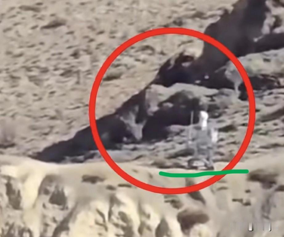 中印边境中国一侧机器人站岗？疑似印方人员拍摄视频在印度流传。12月1日，有博主发