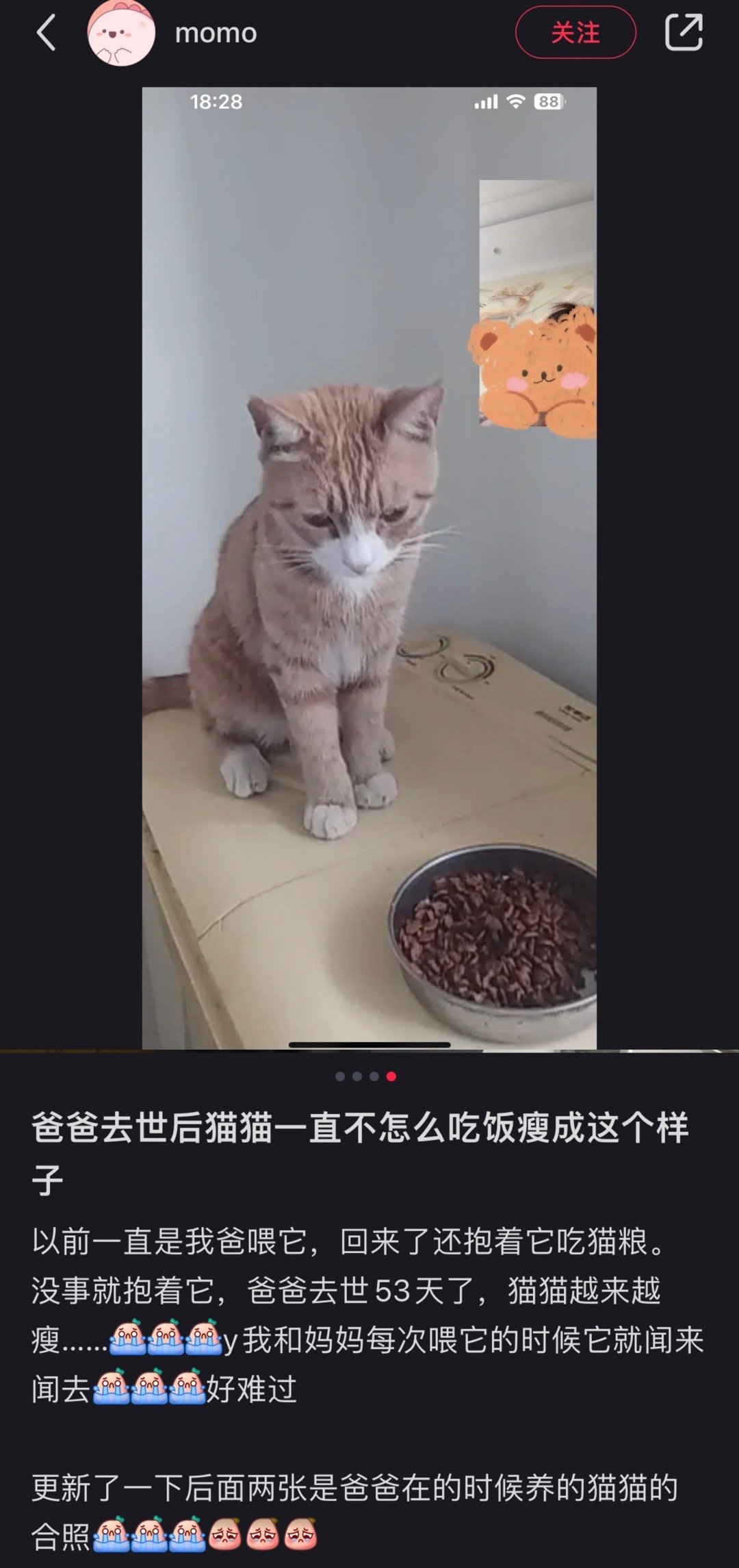 爸爸去世后猫猫一直不肯吃饭看泪目了[悲伤] ​​​