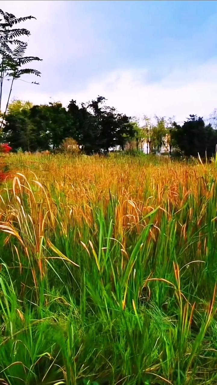 《天高云淡景色美》。
天高云淡景色美，绿树成荫鸟儿追。花香四溢蝴蝶飞，人间处处是