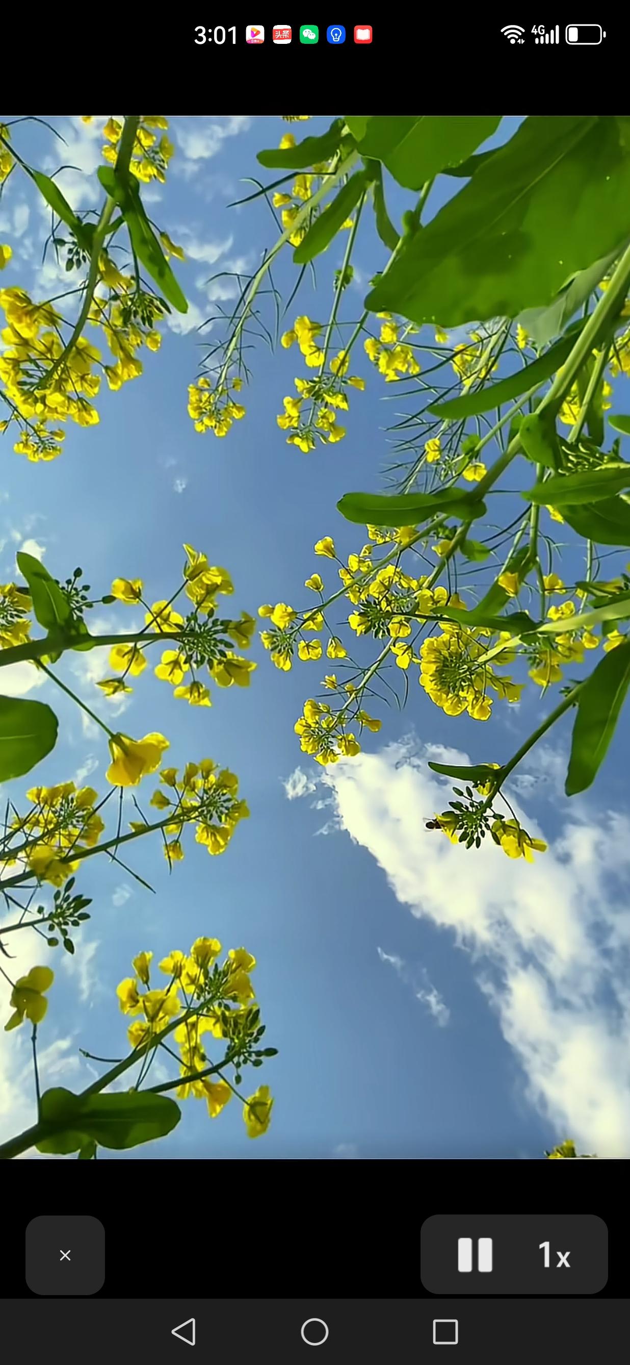 晒晒你相册里花开的图片儿吧随手拍～