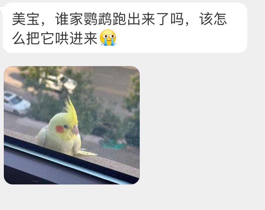 出门远航的腮红鸡🦜用食物把它骗进来试试… ​​​