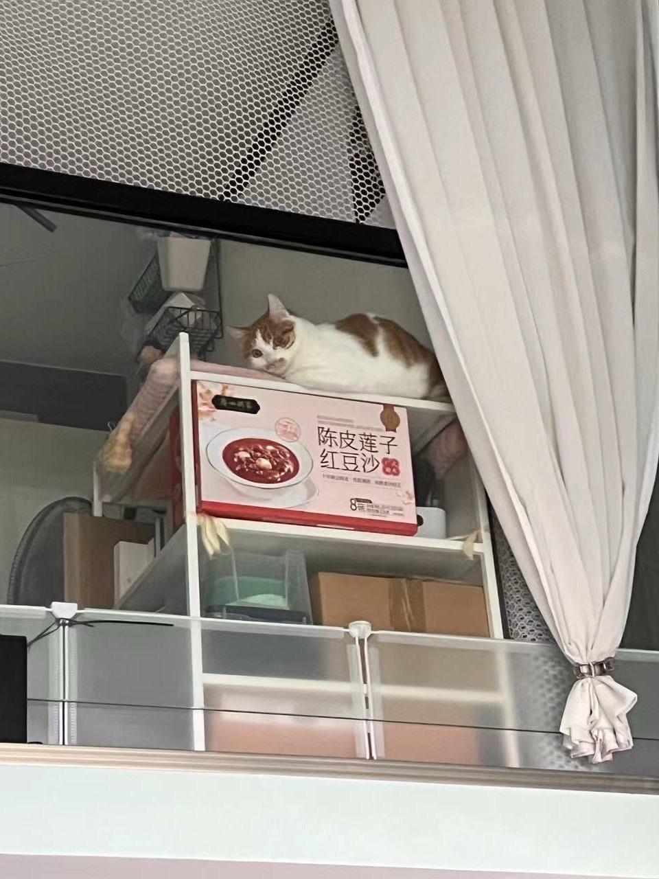 胆小的波罗在麻麻的耐心照顾下慢慢放松了下来，撸撸还会发出委屈的叫声，肯定是想二宝