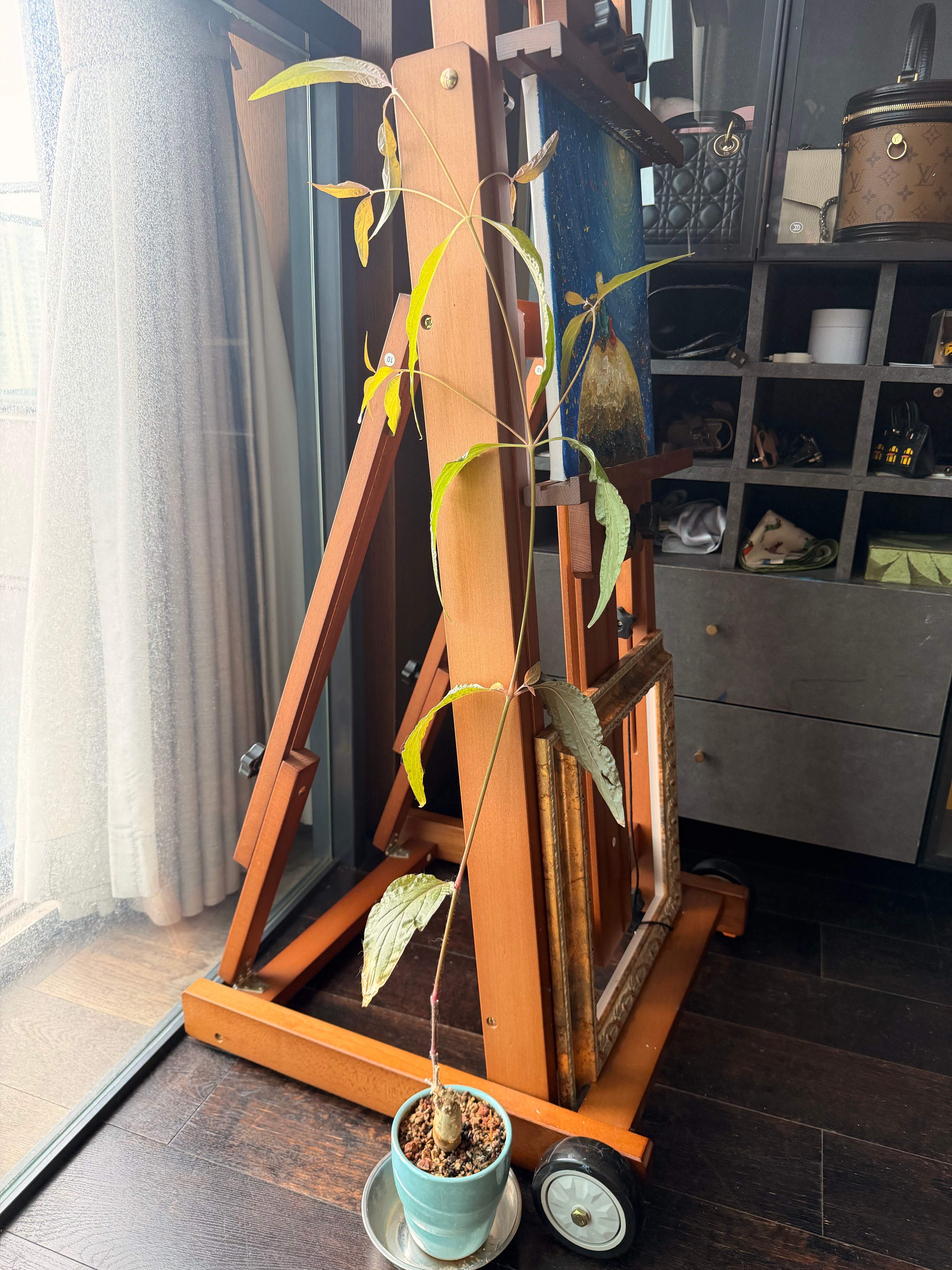 不是……我买了株人参养，听说这类植物比较有灵性卖家秀和买家秀如图一图二结果我家这