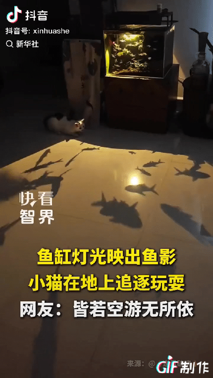 最近一段小视频悄悄火了。深夜里，鱼缸的灯光静静亮着，水波晃动，鱼影在地上轻轻游移