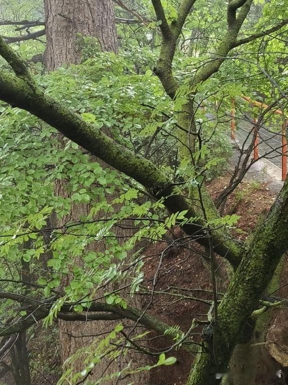 定西贵清山一日游全攻略🌿

谁说西北没有山野浪漫？这份实测路线带你解锁贵清山的