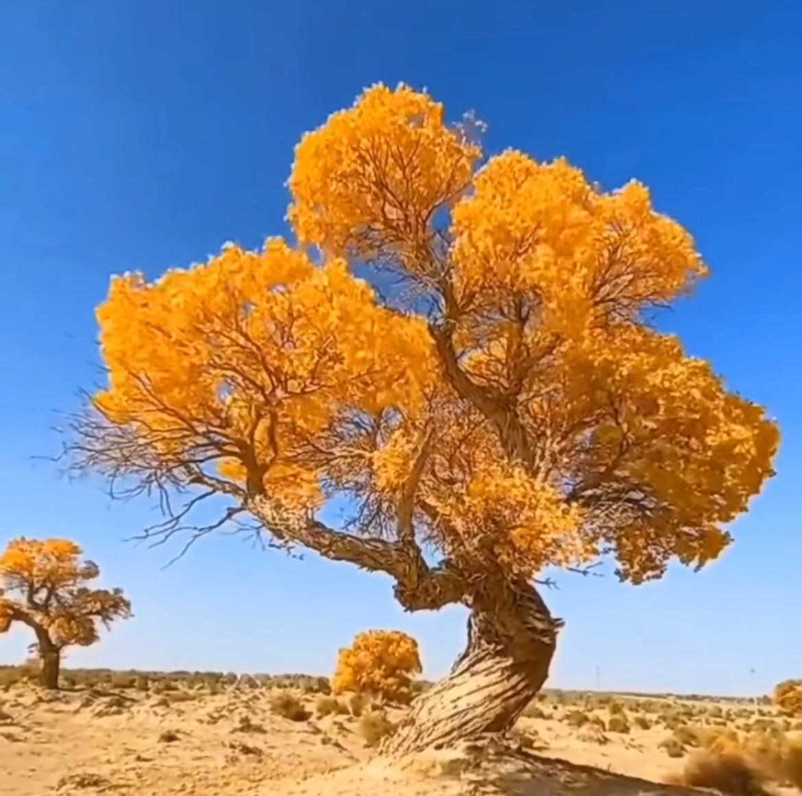 想你总是心不由己 念你总是心甘情愿 谢谢你的出现 温暖了我的世界亲爱的，有你真好