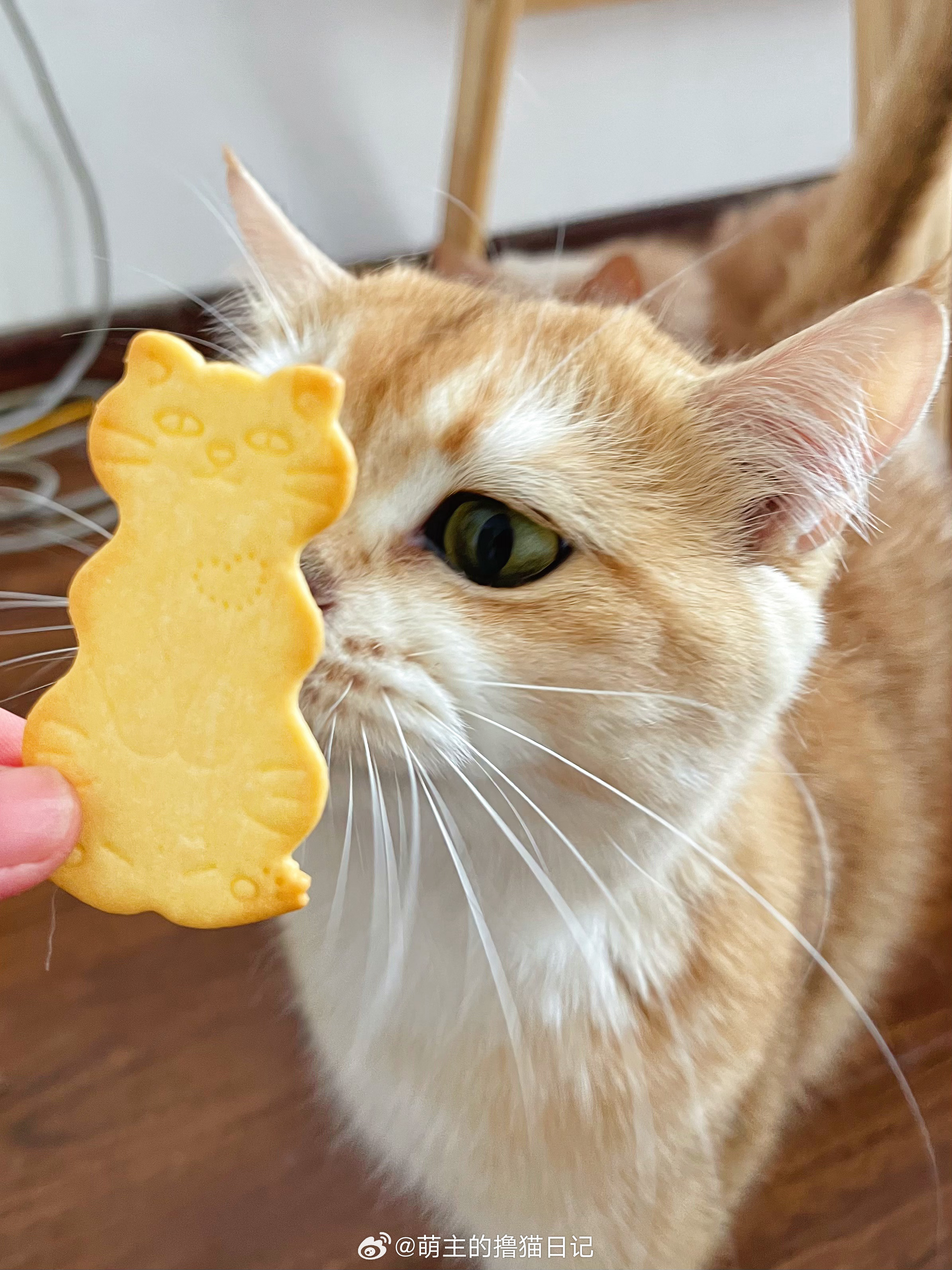 宝宝你是一块小饼干😽