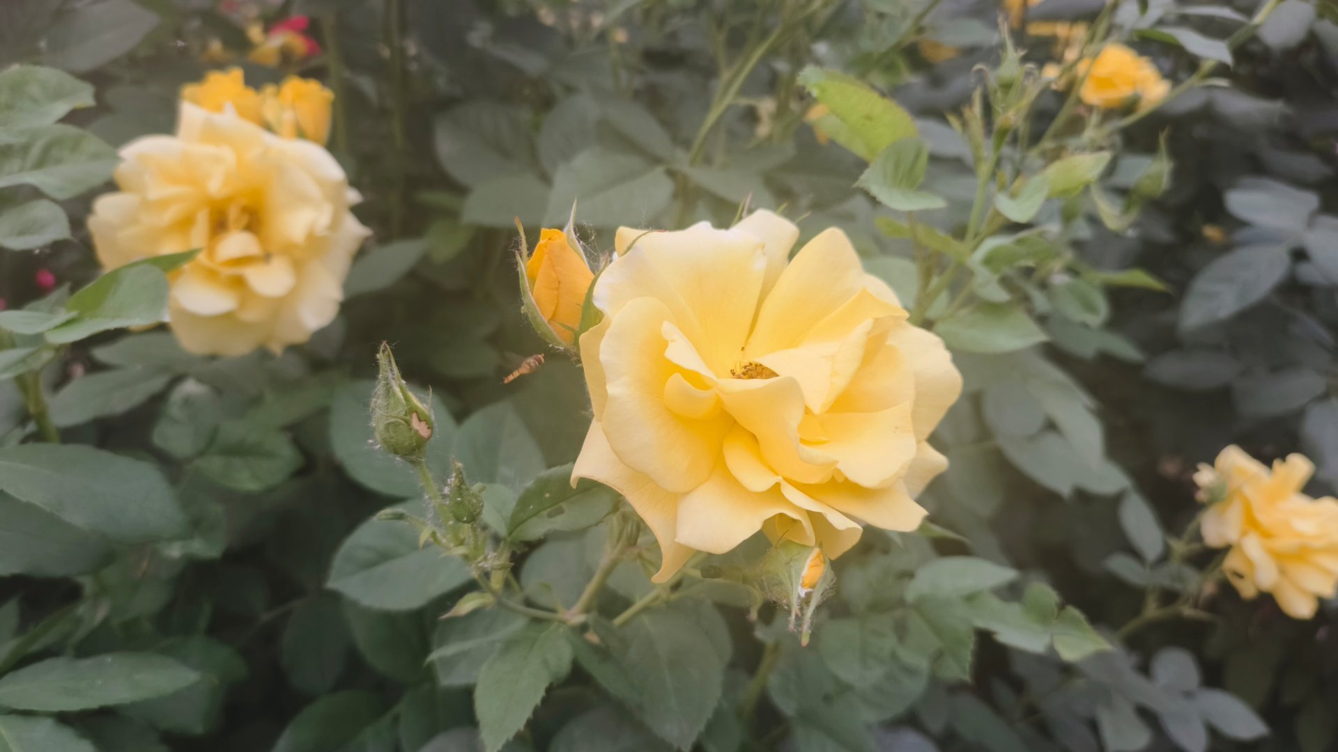 这是什么花 