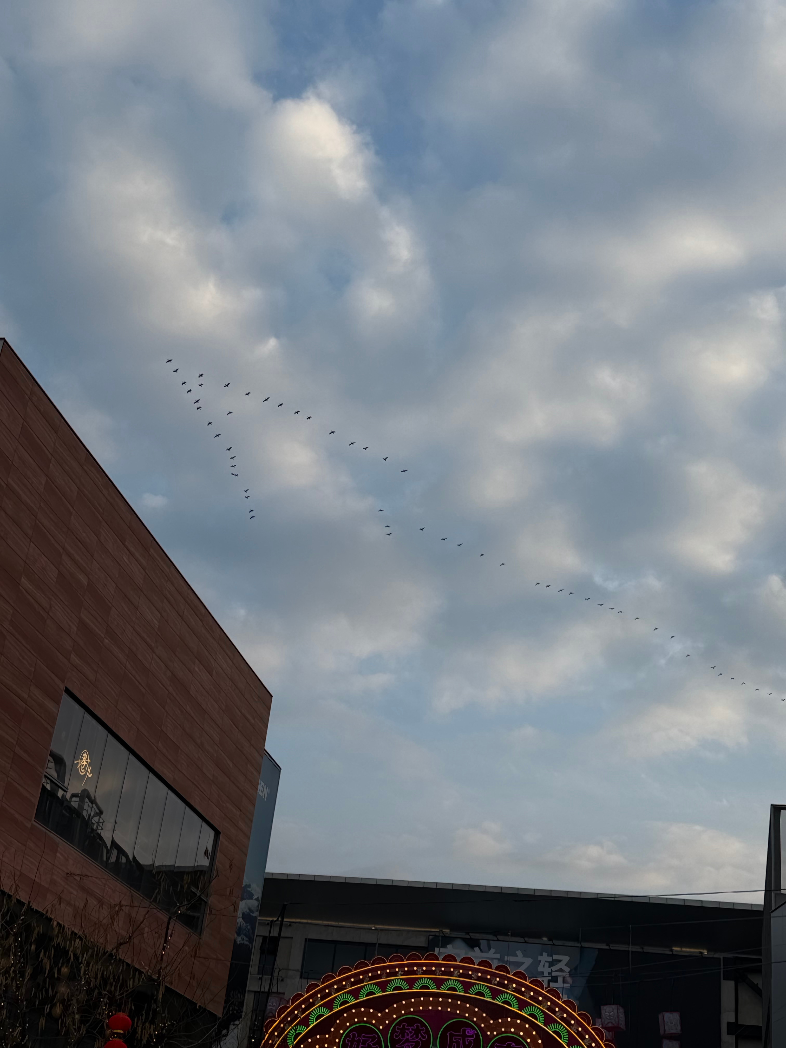 出门遛个弯，原来上海也挺有过年氛围啊！抬头一看，一排排大雁组成人字形，正在往北飞