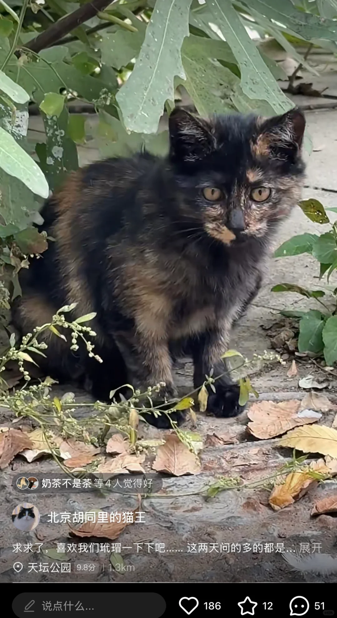 所以这就是流浪猫的结局？😭