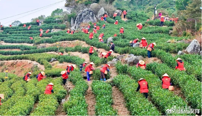 玉环火山茶科技种出共富路 玉环火山茶文化节开幕，智慧工厂投产，茶果创新融合，以茶