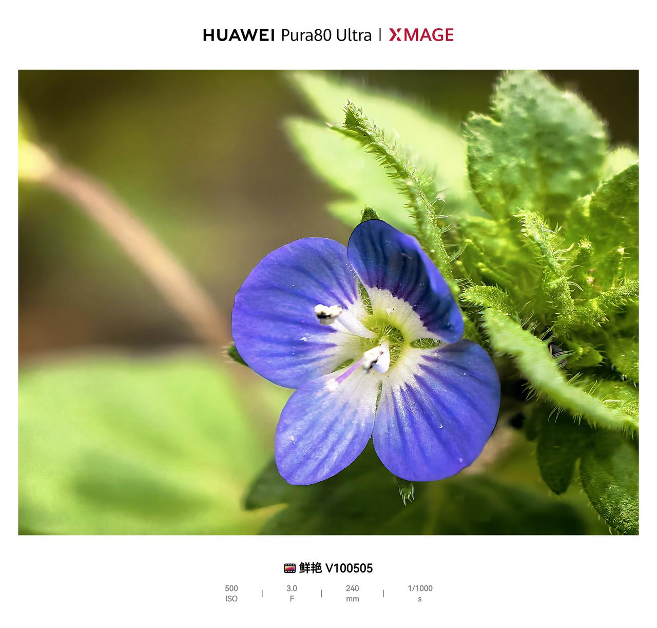 不与繁花争艳，只在角落悄悄绽放。这抹藏在草丛里的蓝，是写给春天最温柔的情诗，也是