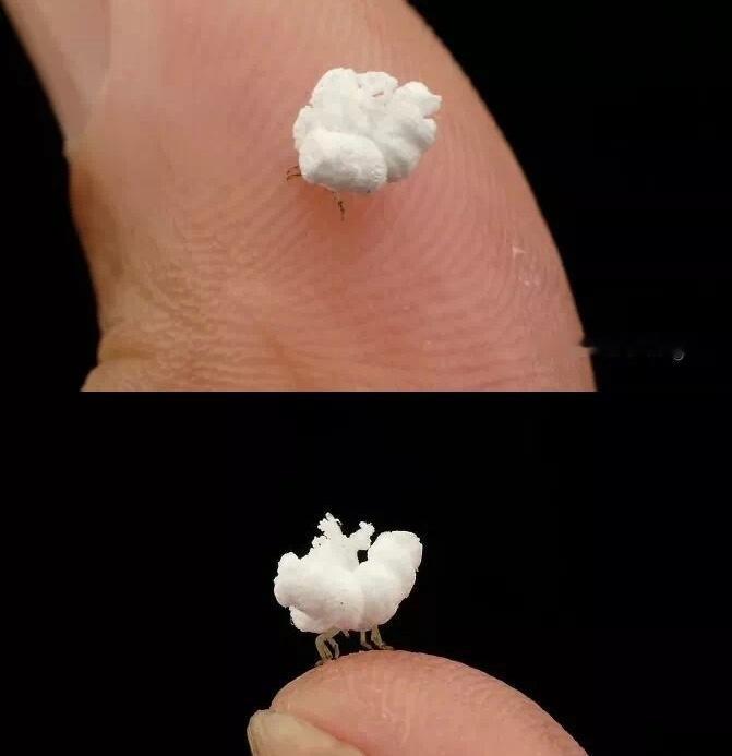 羽毛，被称为行走的小云朵，是蜡蝉家族的幼虫 ​​​