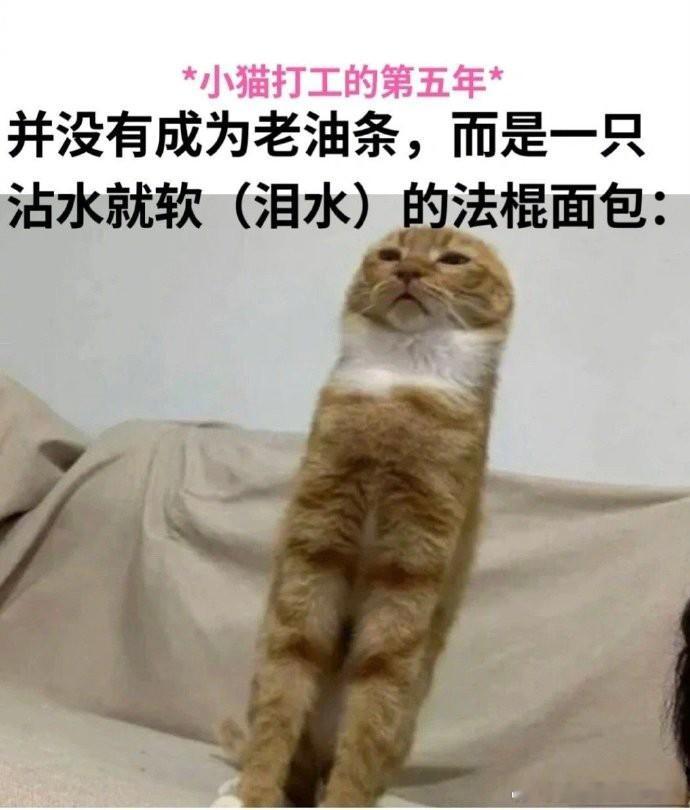 最近存的小猫打工表情包！    