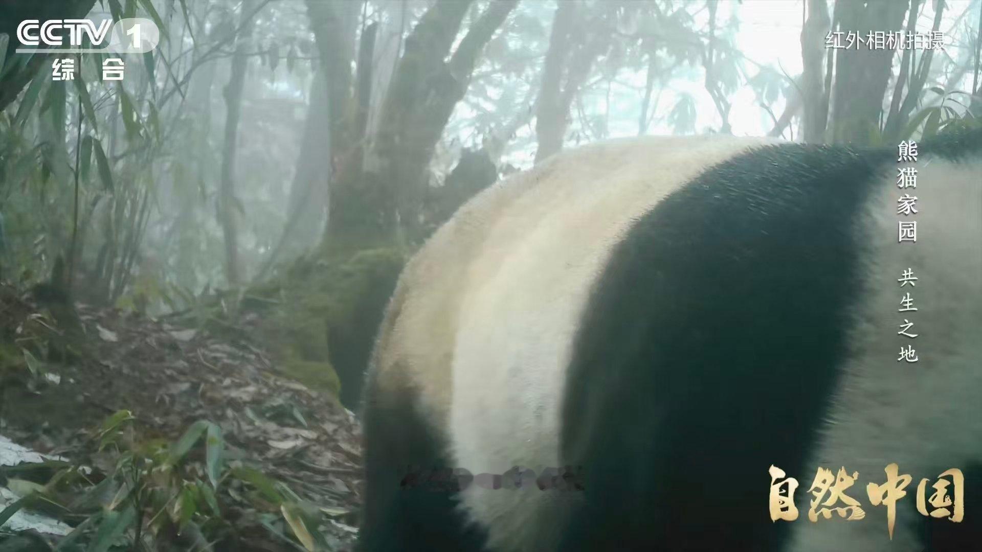 大熊猫也用上猫脸识别系统了【AI刷脸正为大熊猫建立身份证】给野生大熊猫“刷脸”是