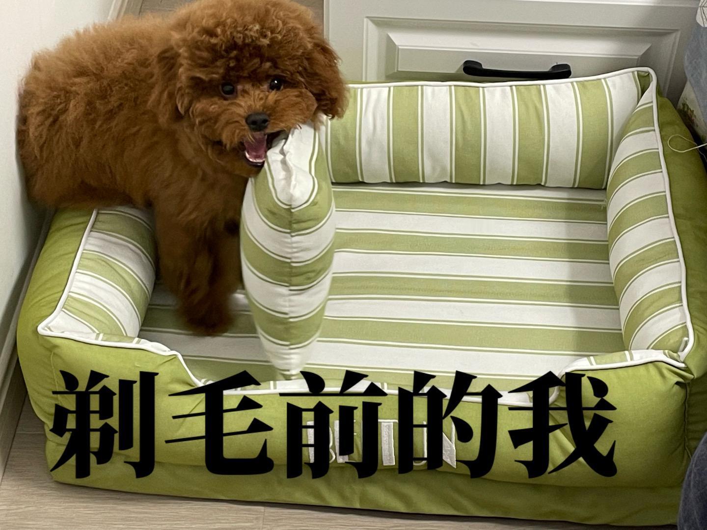 #见过手剥笋但第一次见手剥狗# 小狗爆改日记[doge] ​​​