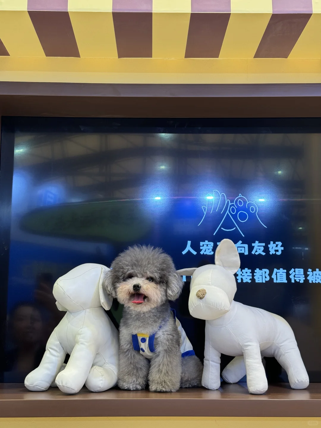 小狗提前踩点亚宠展超温馨的展位！