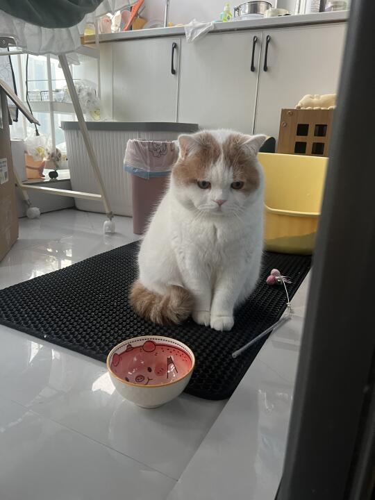 那个…是在要饭吗宝宝…