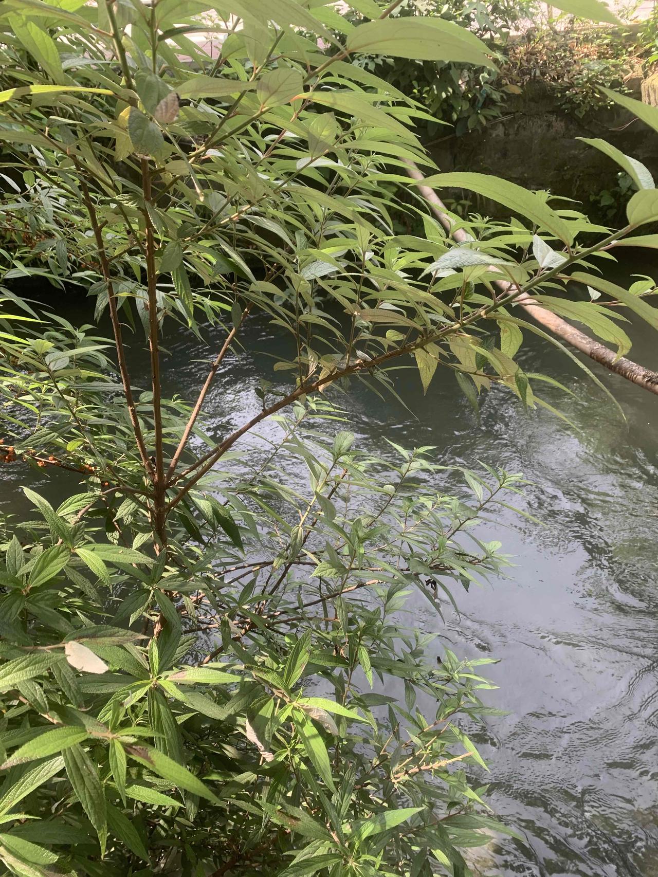 好好养呕！符合潮流，就是黑了一点、瘦了一点，真的没有关系，非洲的留学生，国家还给
