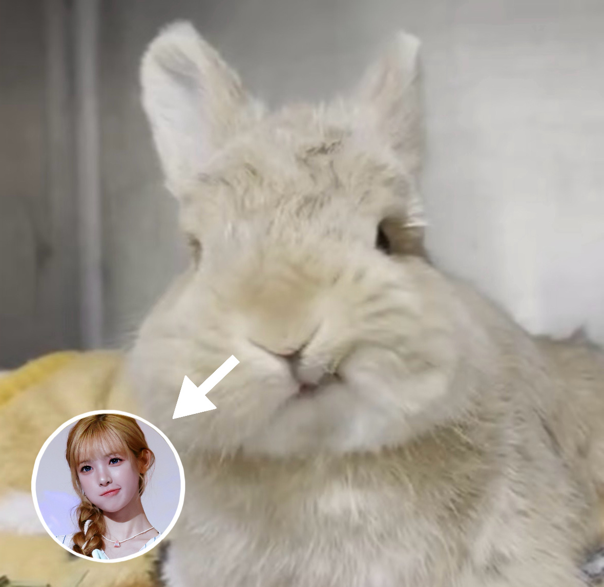 可是我本来就是兔兔呀🐰 