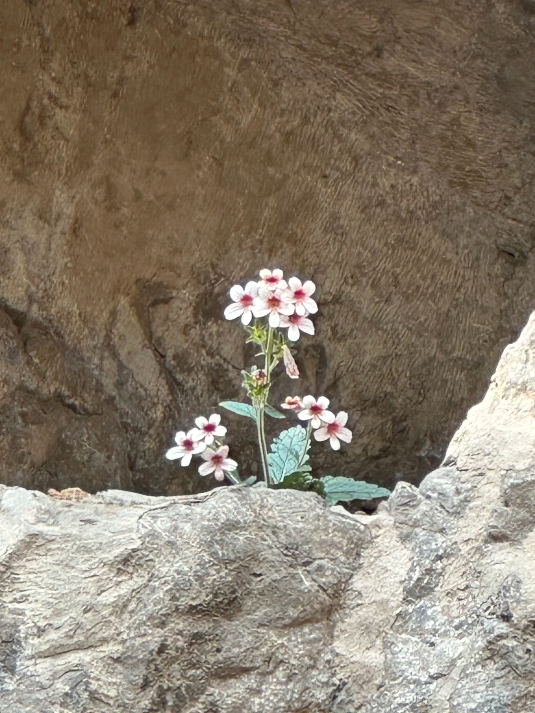龙门石窟佛前的一束小花，它不为供奉而开，却让千年佛光有了温度。 