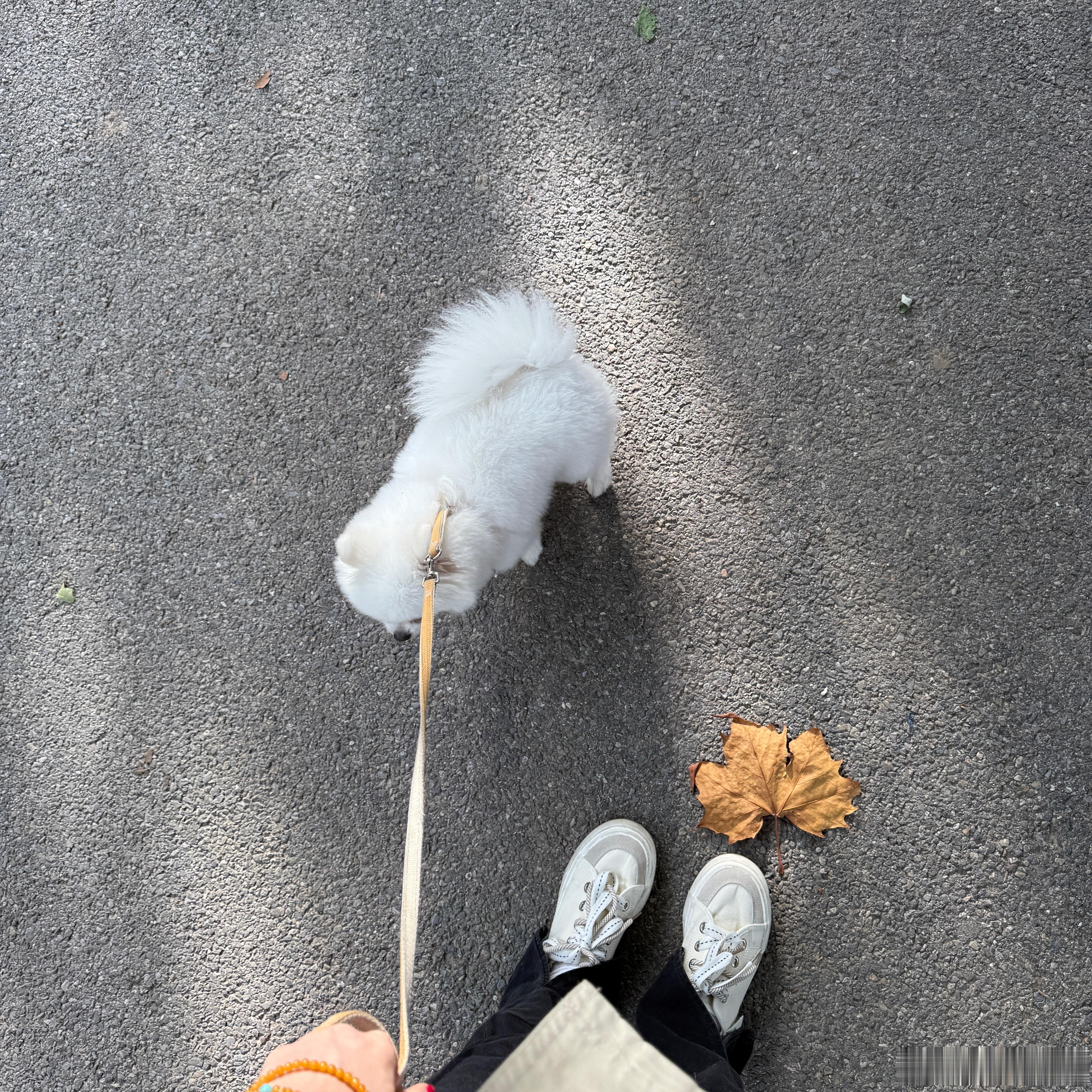 🍁99日记九九的七七八八
