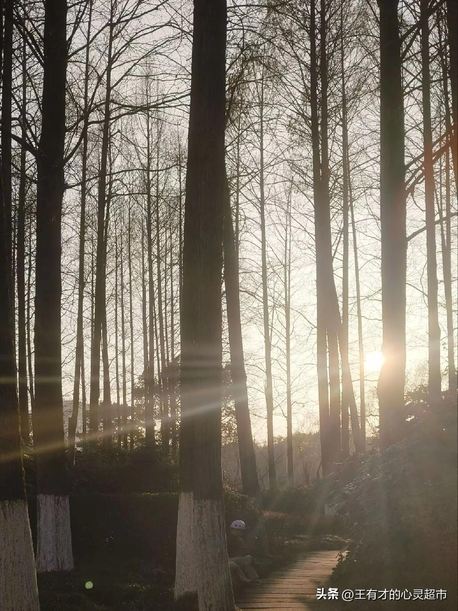 手机随手拍原创图片春日湖畔，水光潋滟，亭台楼阁掩映在新绿之间，格外雅致。阳光穿过