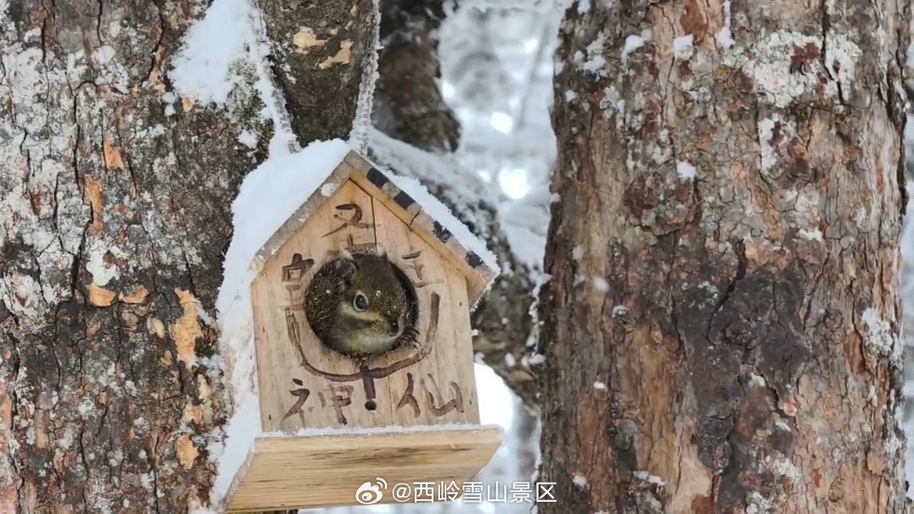 冬日里的小可爱🐿️💕 西岭再度降雪 ​​​