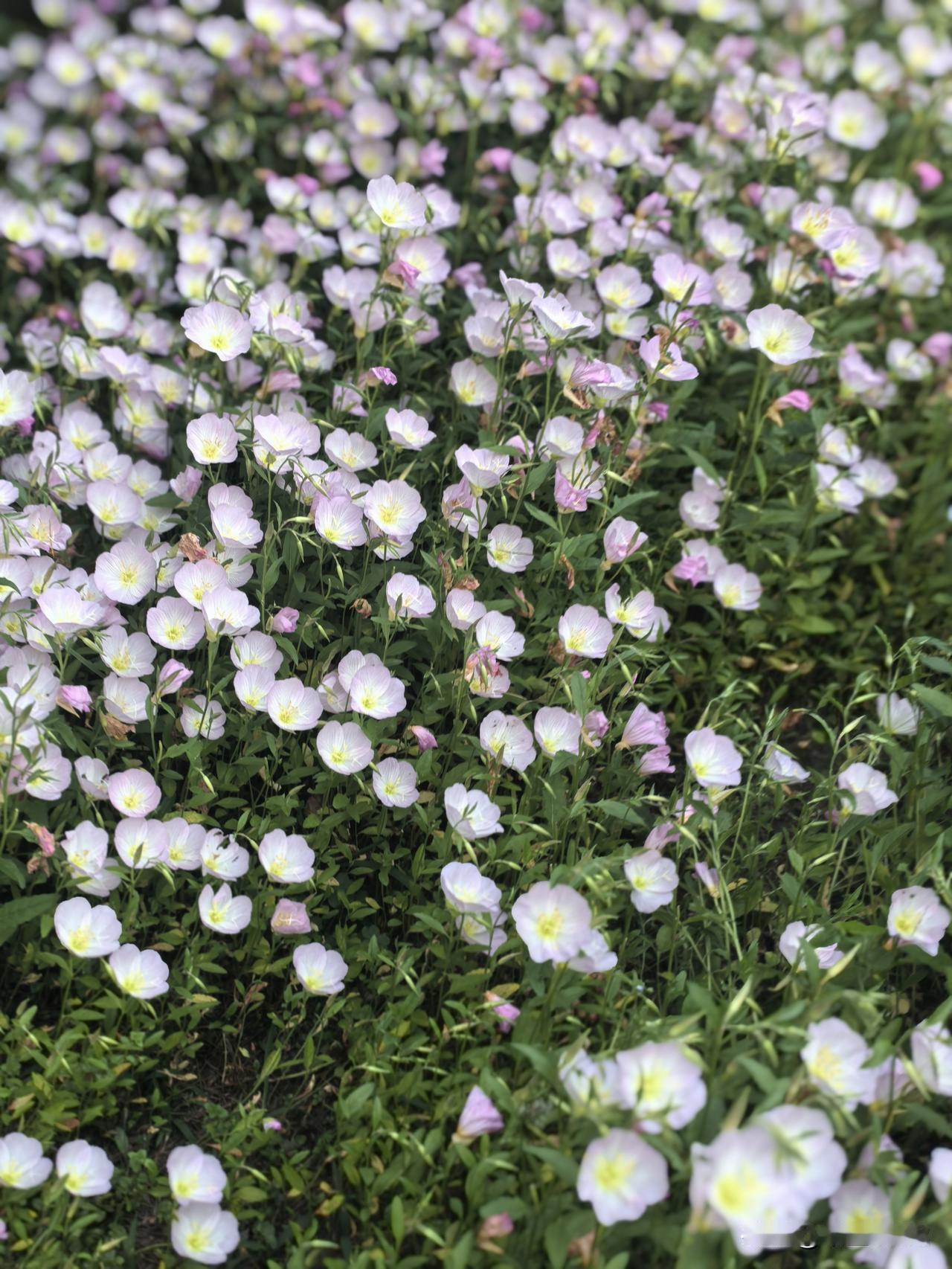 传统上的会过日子，大致就是节俭，一个女人质朴而隐忍或坚韧着熬。

我不算是这种女