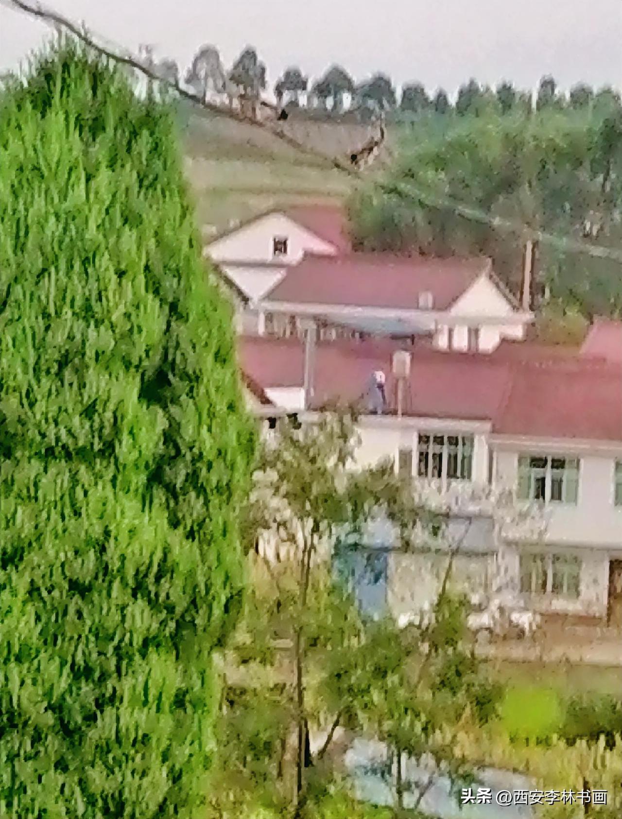 《电线上三只长尾鸟，拍上了两只，一只飞了（西安李林摄于汉中城固）》