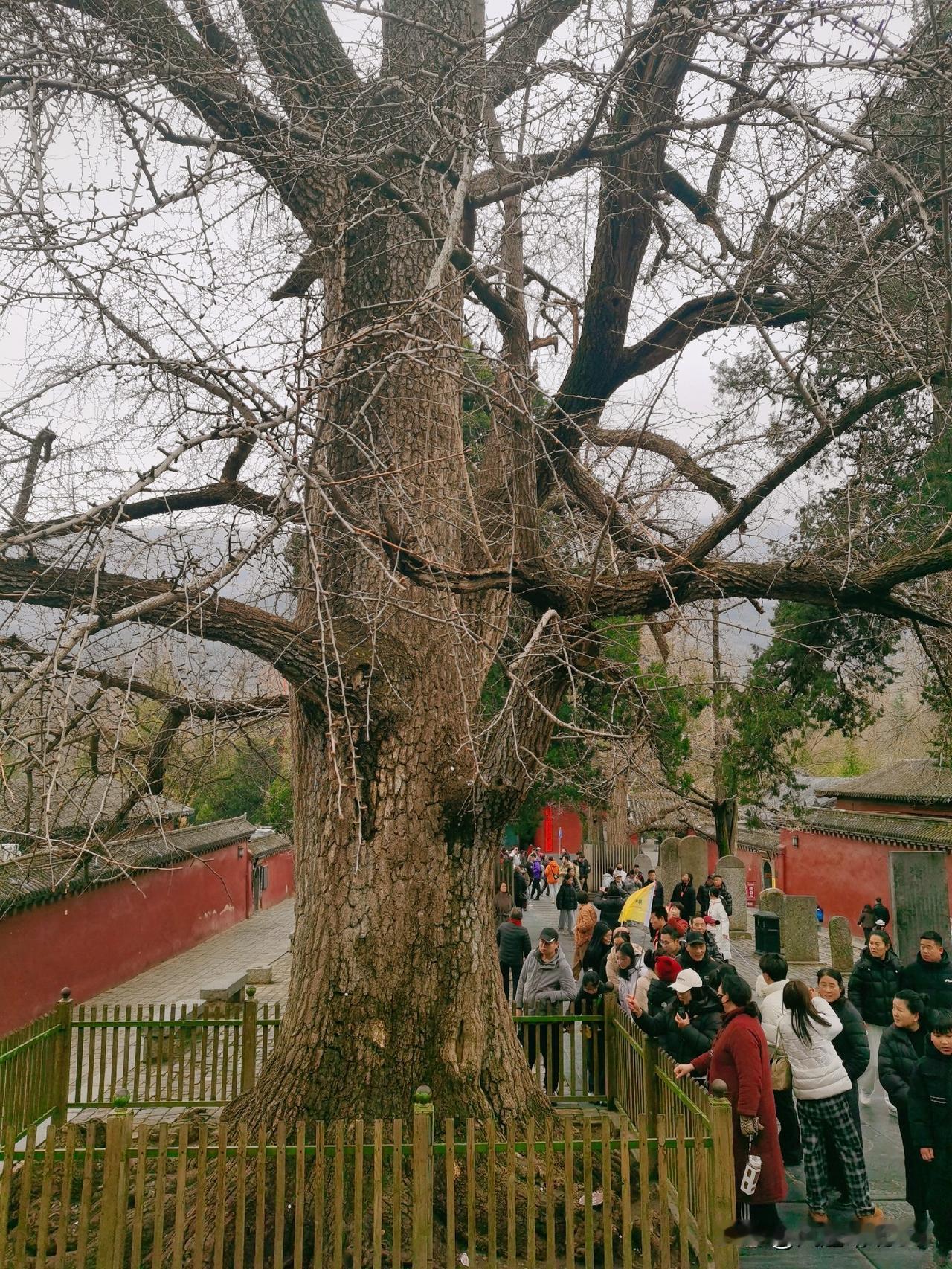春天来临之际，很多人从枯树破败苍凉的底色中看到了希望，这就是我独爱这枯树之美之心
