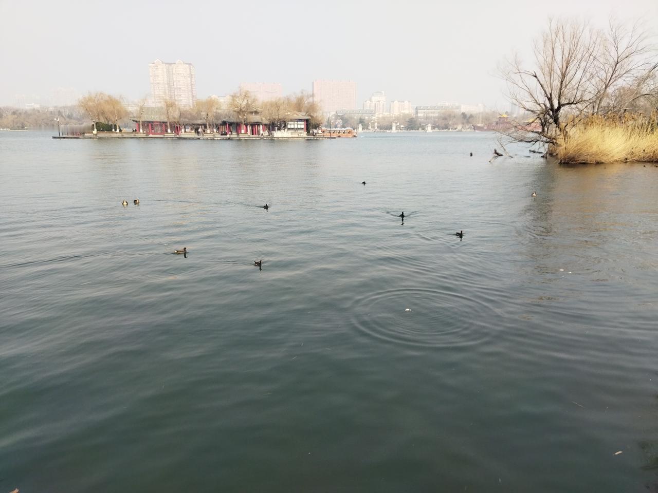 集卡领红包冬日，明湖野鸭。