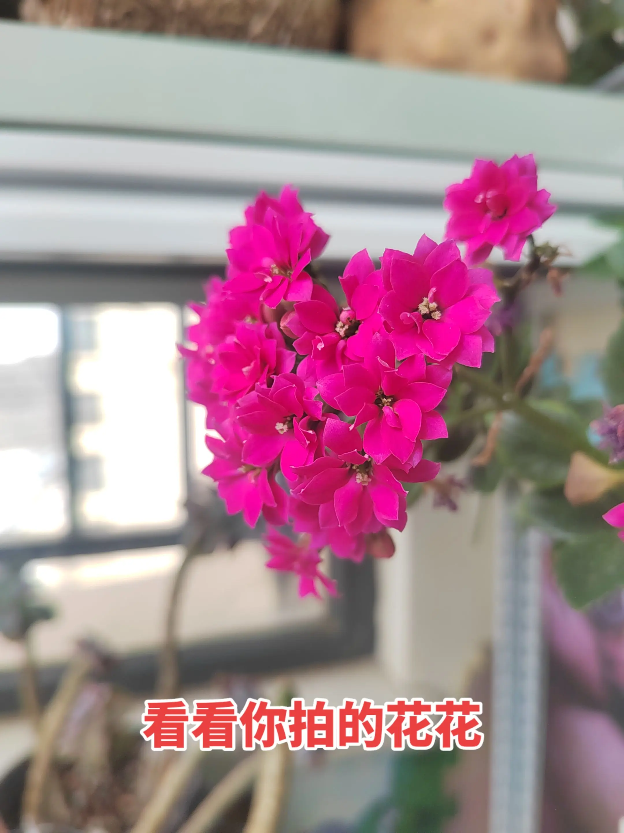 🌸🌸 看看你手机里面拍的花花草草