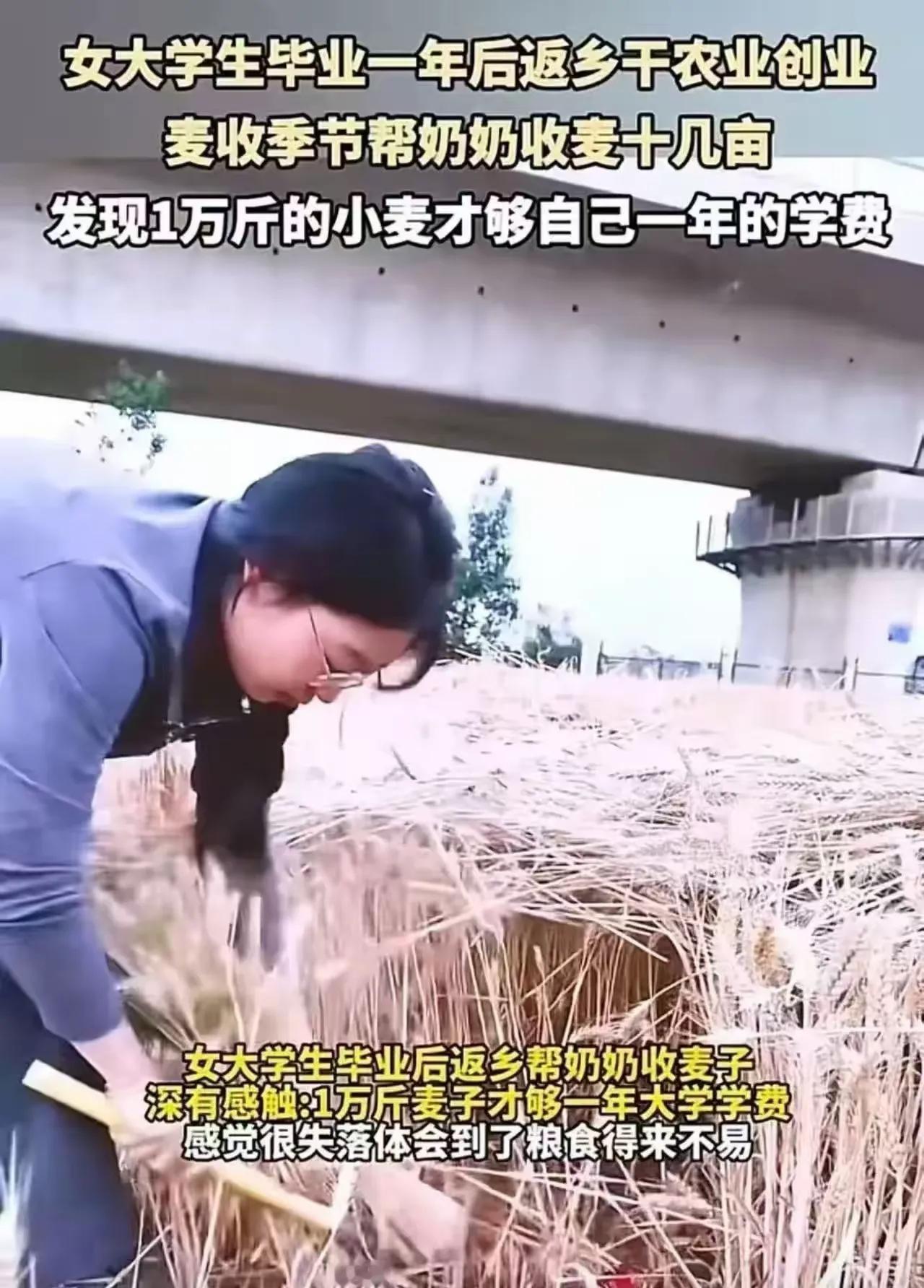 安徽阜阳女大学生割麦子
麦浪翻滚的田地里，安徽阜阳的女大学生放假回家，帮奶奶收割
