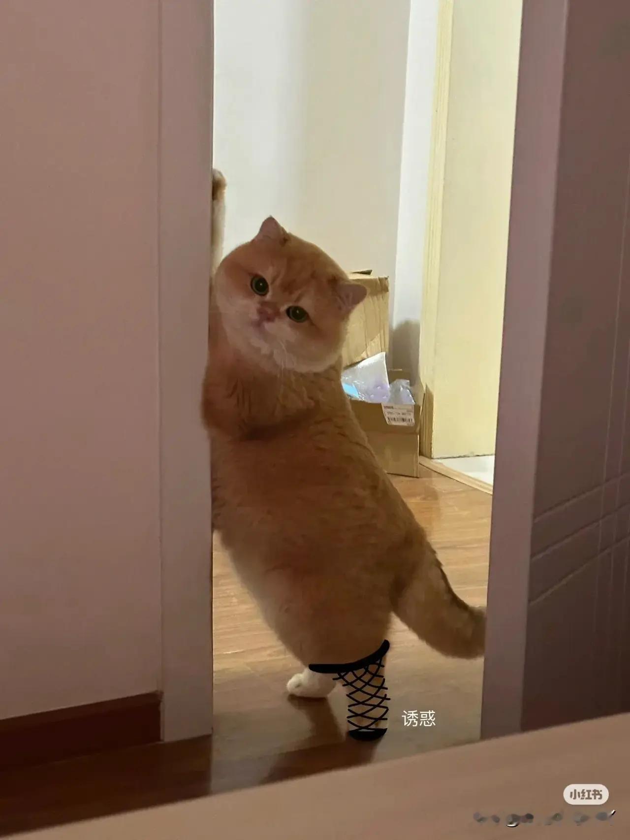 🐱：真的不摸一下再睡