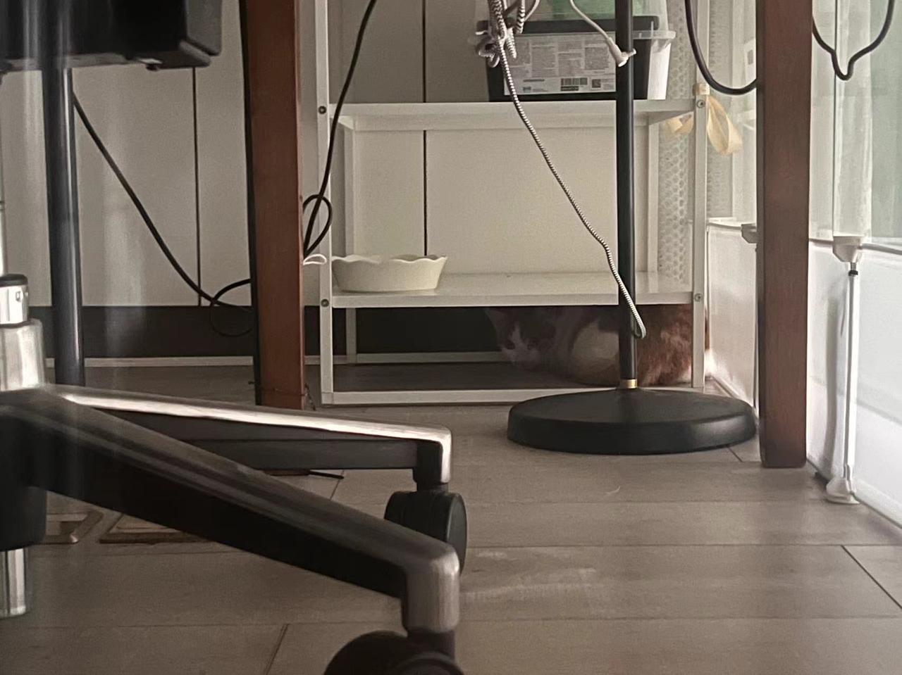 小波罗到家啦！可能因为我给小盒盒放的猫砂有点少，麻麻说小孩一股子尿骚味～辛苦啦