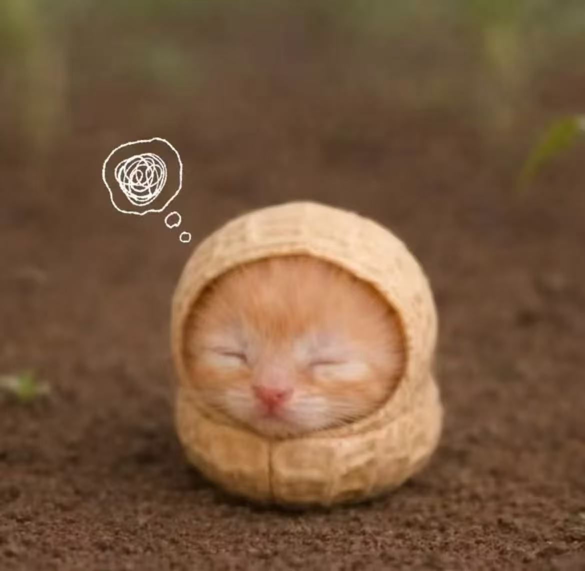 吃了中辣麻辣烫 今天屁股痛了一天 又吃到了不甜的西瓜🍉。 