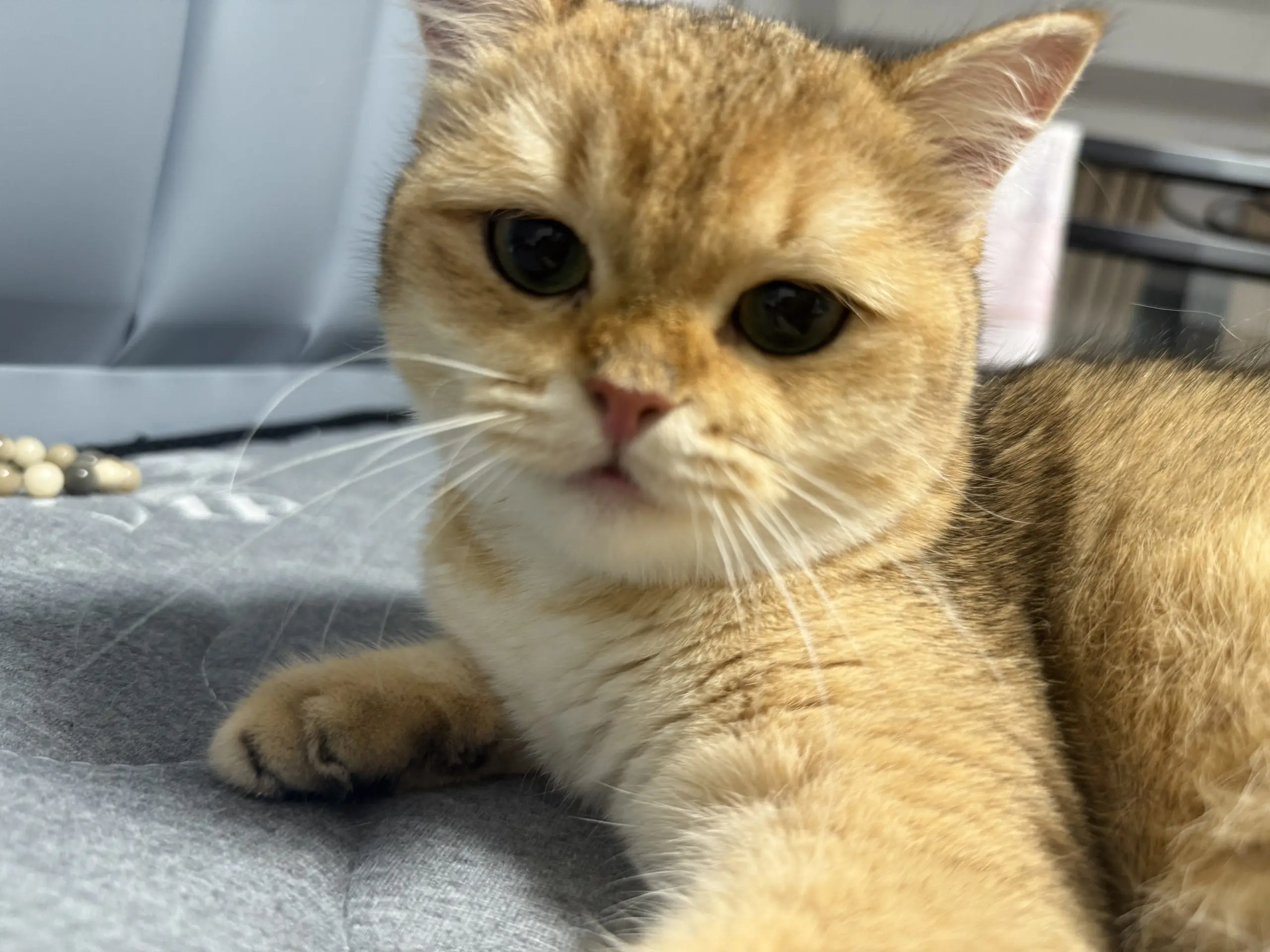 你那软绵绵的小猫就别配硬曲了
