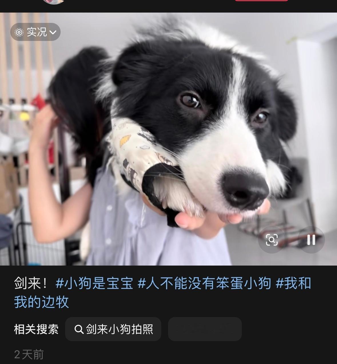 抖上刷到剑来小狗拍照…我说实在的没有哪只小狗会比doe更适合这个热点… ​​​
