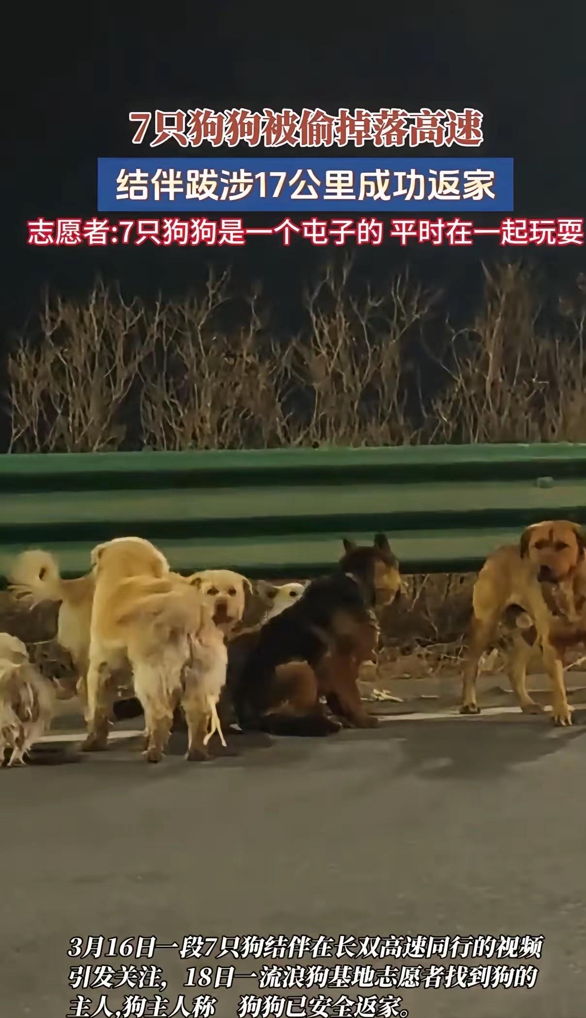 吉林长春，女子晚上回家，发现自己家狗丢了，她跟邻居一打听，结果邻居家狗也丢了，她