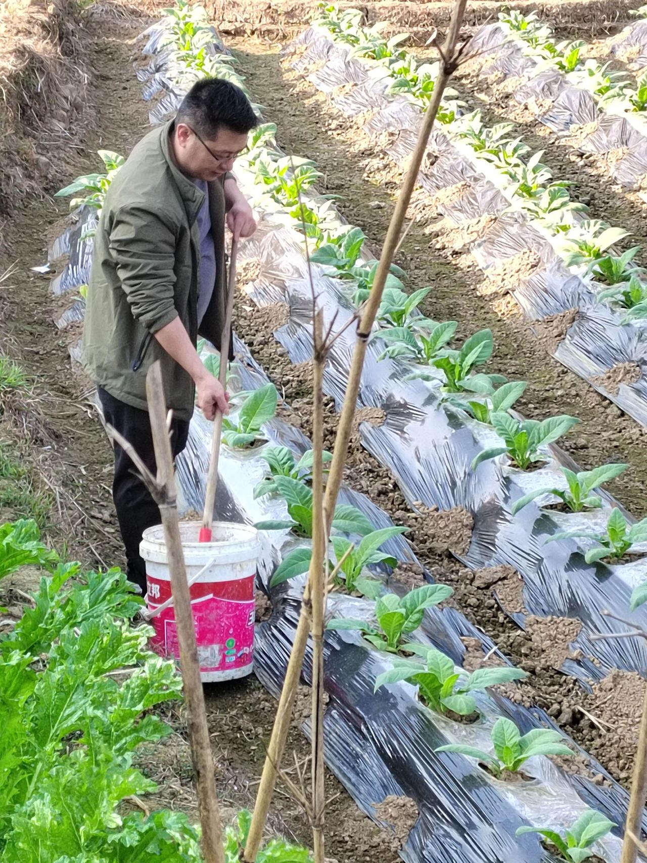 南方的朋友让让，我给朋友看一看我们南方大白菜种植。谁知道这是什么 真实户外 我为
