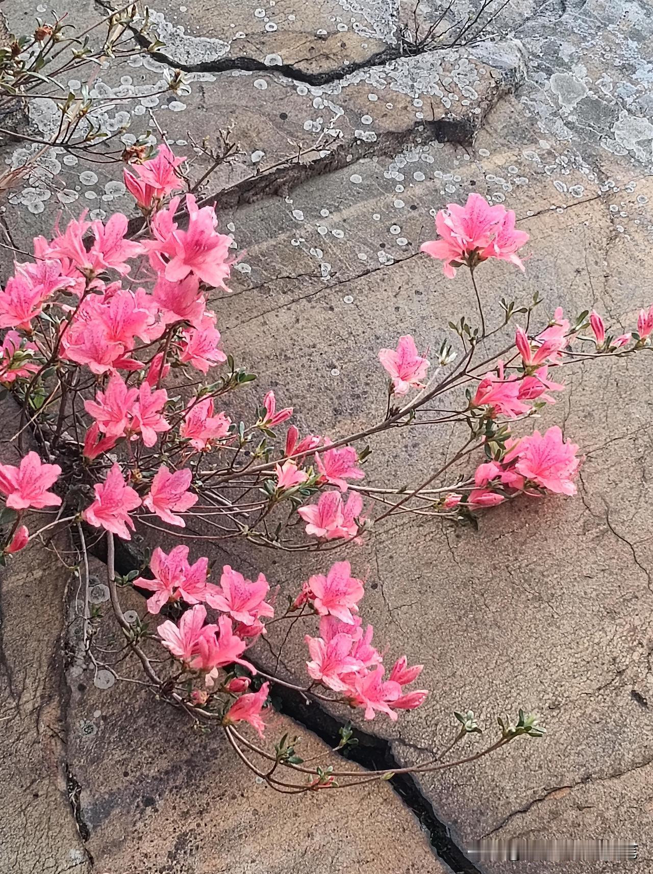 说起杜鹃花，总不免想起那句“杜鹃啼处血成花”的老话，那颜色确也浓艳得有些凄然。
