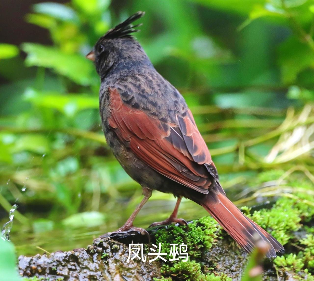 公园里的小精灵