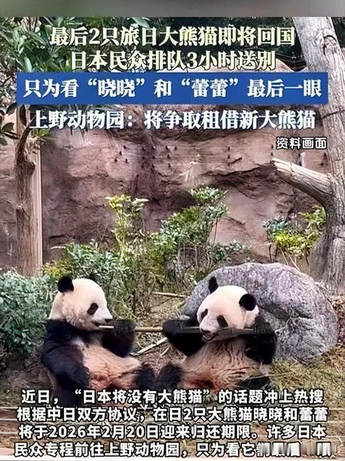 日本民众泪别归国大熊猫，不舍之情溢于言表

12月15日，东京都政府宣布，旅居上
